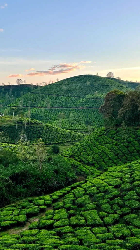 Ooty Tea Estate